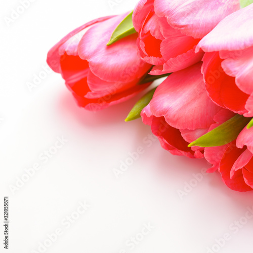 Bouquet of fresh pink tulips on a white background  isolated.