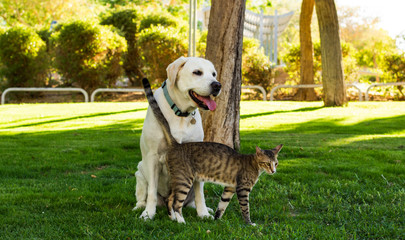 dog and cat friendship animal shelter concept photography sunny bright park outdoor nature environment