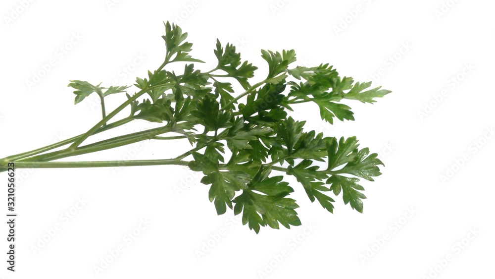 parsley isolated on white background parsley isolated on white background