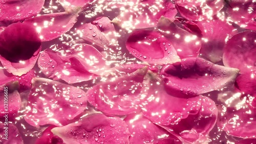 Rose pink petals on the water and falling water drops. Slow motion. Natural bright lighting with sun reflection on water surface. Beautiful and romantic wedding background.  Valentine’s day texture.