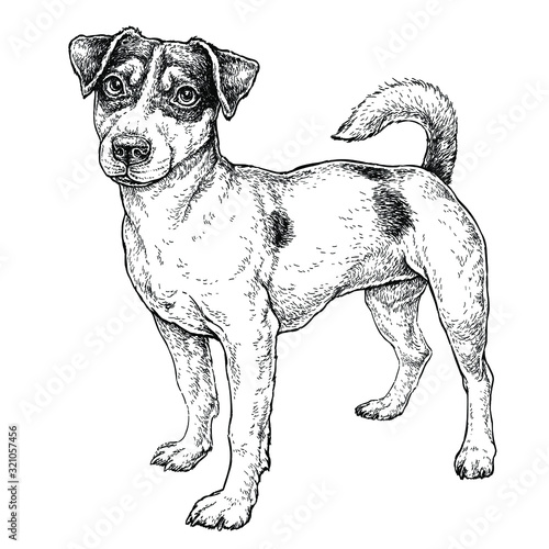 Fotografie, Tablou Hand drawn sketch of cute funny Jack Russell Terrier