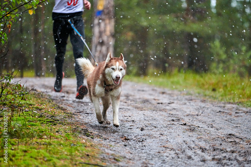 Canicross dog mushing race photo