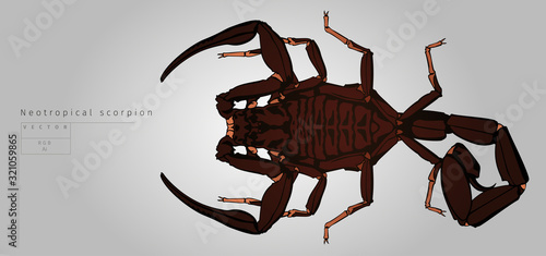 Neotropical scorpion. Vector illustration. View from top.