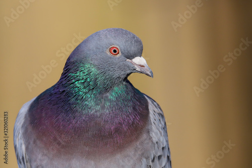 Close up of a wild pigeon / rock dove (Columba livia). Taken at my local park in Cardiff, South Wales, UK