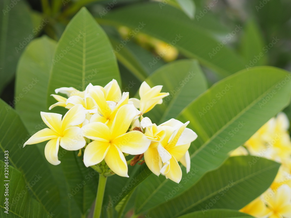 Obraz premium Frangipani, Plumeria, Temple, Graveyard Tree yellow flower on blurred of nature background