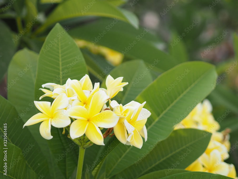 Fototapeta premium Frangipani, Plumeria, Temple, Graveyard Tree yellow flower on blurred of nature background