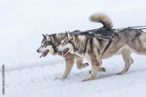 Siberian huskies and malamuts participating in the dog sled racing contest  Tusnad  Romania