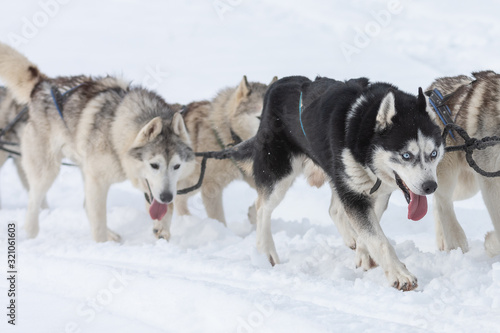 A pack of siberian huskies and malamuts participating in the dog sled racing contest  Tusnad  Romania