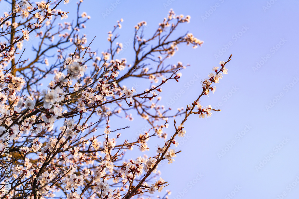 Beautiful tender cherry tree blossom in morning purple sun light, floral background, spring blooming flowers Beautiful tender cherry tree blossom in morning purple sun light, floral background, spring blooming flowers