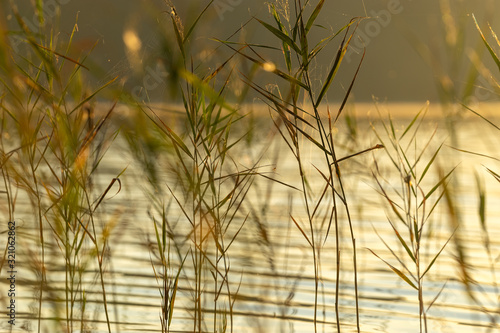 Swaying reeds in the lake in front of the cozy warm evening sunlight in August in Lithuania. Close up, defocused