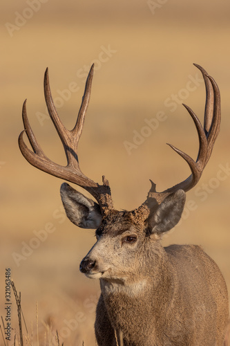 Mule Deer Buck Portrait in Fall in Colorado
