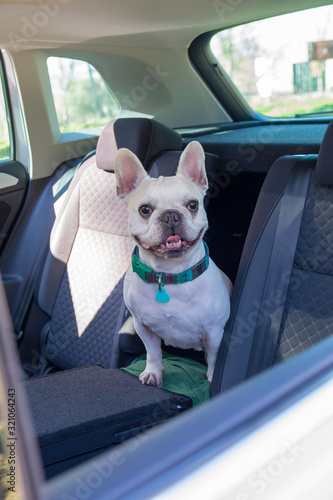 Bulldog Franc  s blanco sentado y asom  ndose por la ventanilla de un coche. 