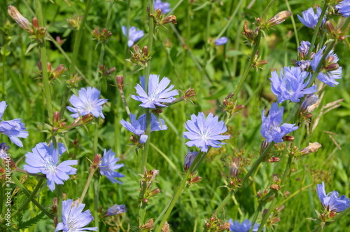 Chicory ordinary (lat. Cichorium intybus) blooms in a meadow