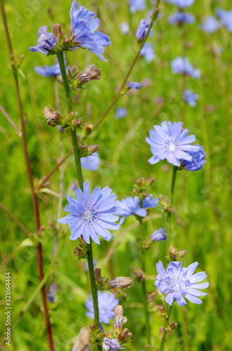 Chicory ordinary (lat. Cichorium intybus) blooms on a summer day