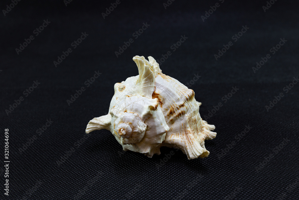 Unusual sea shell on a black background. Unusual sea shell on a black background.