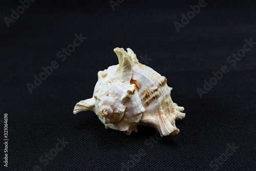 Unusual sea shell on a black background.