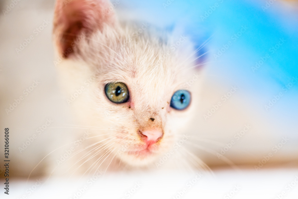 baby cat  with different eye color