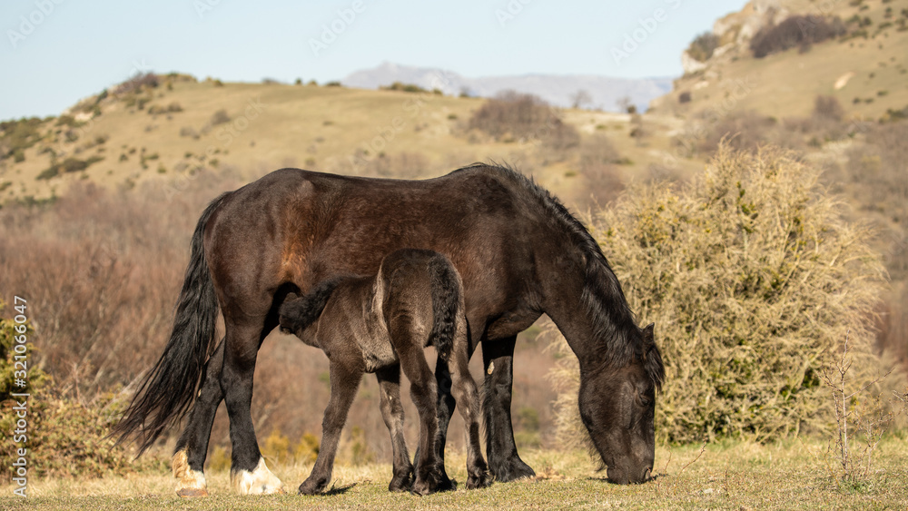 A free-roaming mare suckling her foal while eating grass.. A free-roaming mare suckling her foal while eating grass..