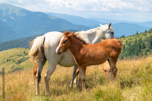 Obraz na płótnie Horses with a foal walking in the mountains on a meadow on a warm summer day