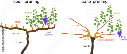 Grape pruning scheme: cane and spur pruned. General view of grape vine plant with root system isolated on white background