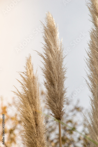 Photographie Cortaderia selloana, commonly known as pampas grass, on display