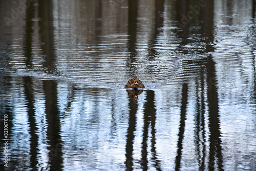 A duck swims in a pond in Rheinbach photo