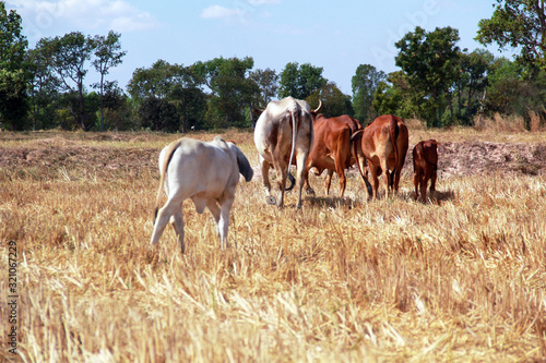 cows on field 