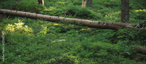 panoramic forest nature environment green foliage plants and felling tree center of composition soft focus scenic environment picture