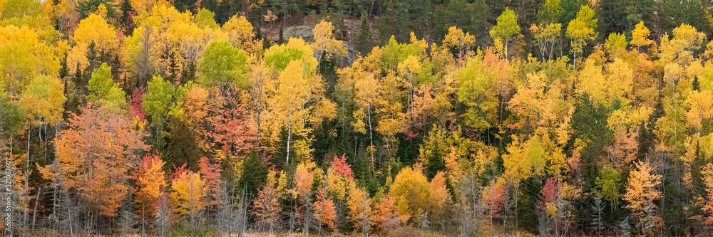 A forest in Canada, during the autumn, beautiful colors of the trees
