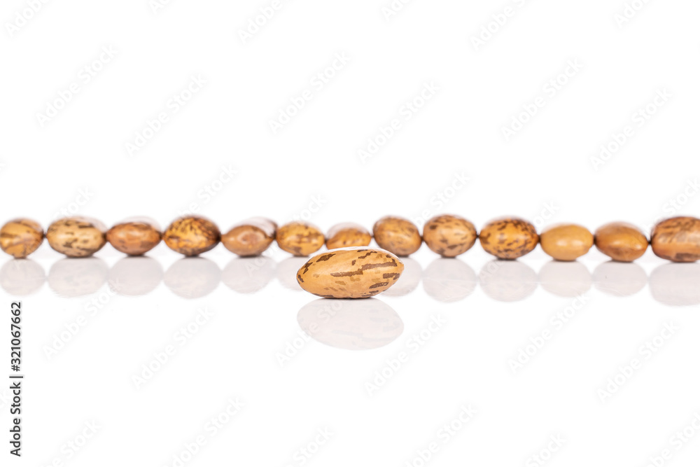 Group of fourteen whole mottled brown bean pinto one in focus isolated on white background Group of fourteen whole mottled brown bean pinto one in focus isolated on white background