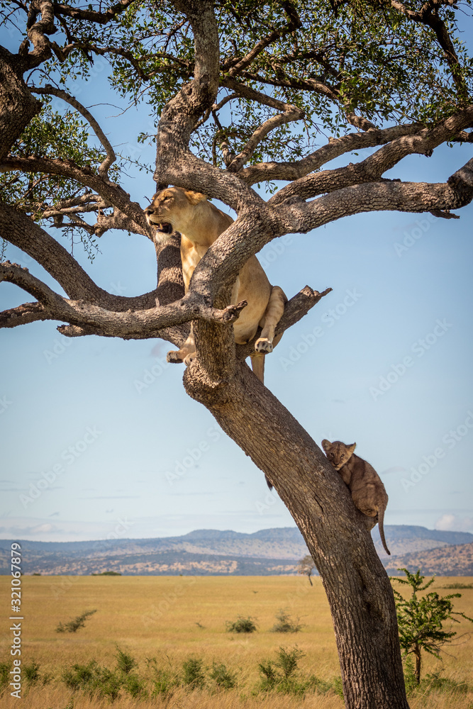 Lioness sits with cub in twisted tree Lioness sits with cub in twisted tree