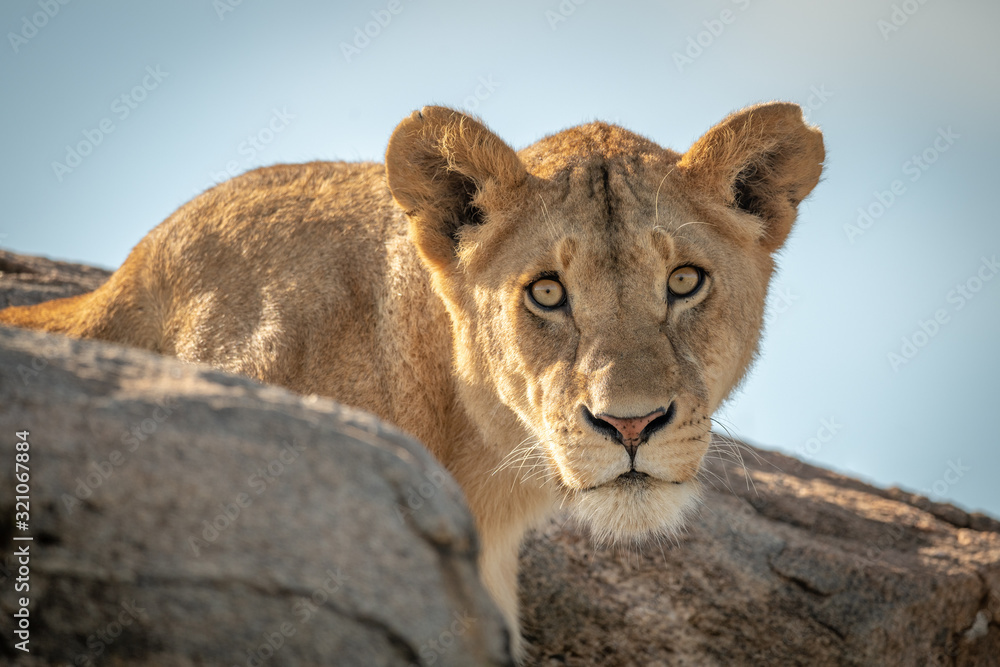 Fototapeta premium Lioness sits watching camera between rocky boulders