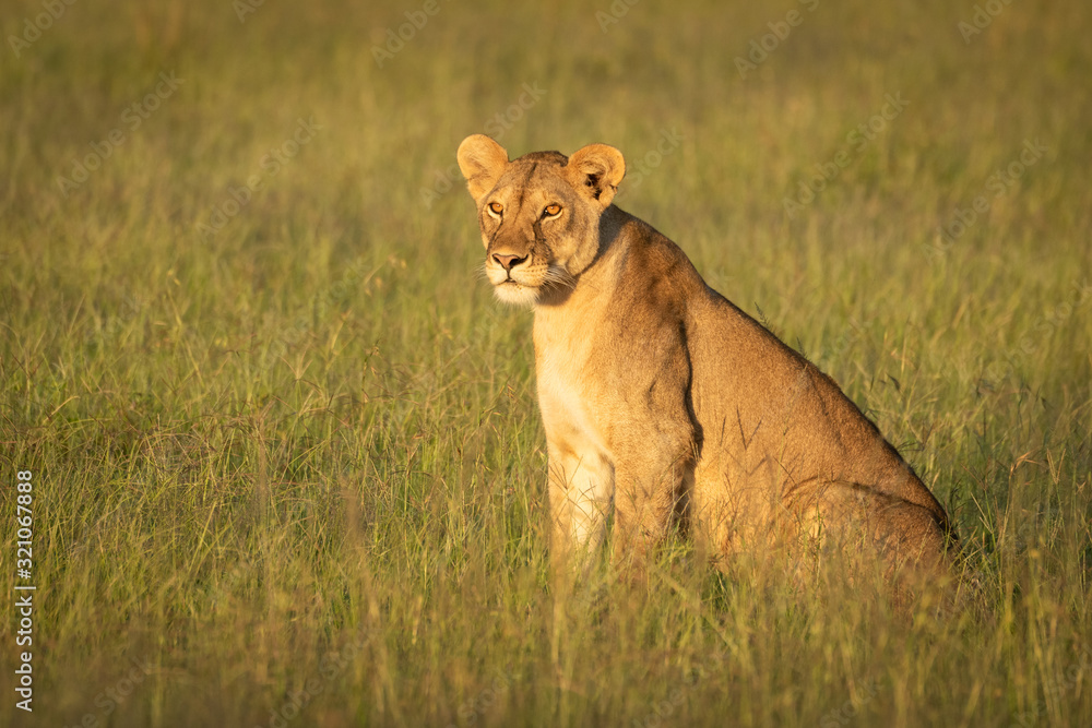 Lioness sitting in long grass facing left Lioness sitting in long grass facing left