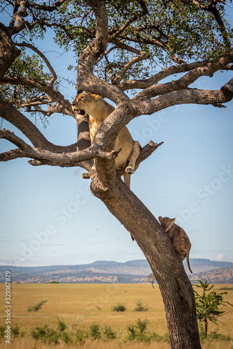 Lioness sits with cub in twisted tree