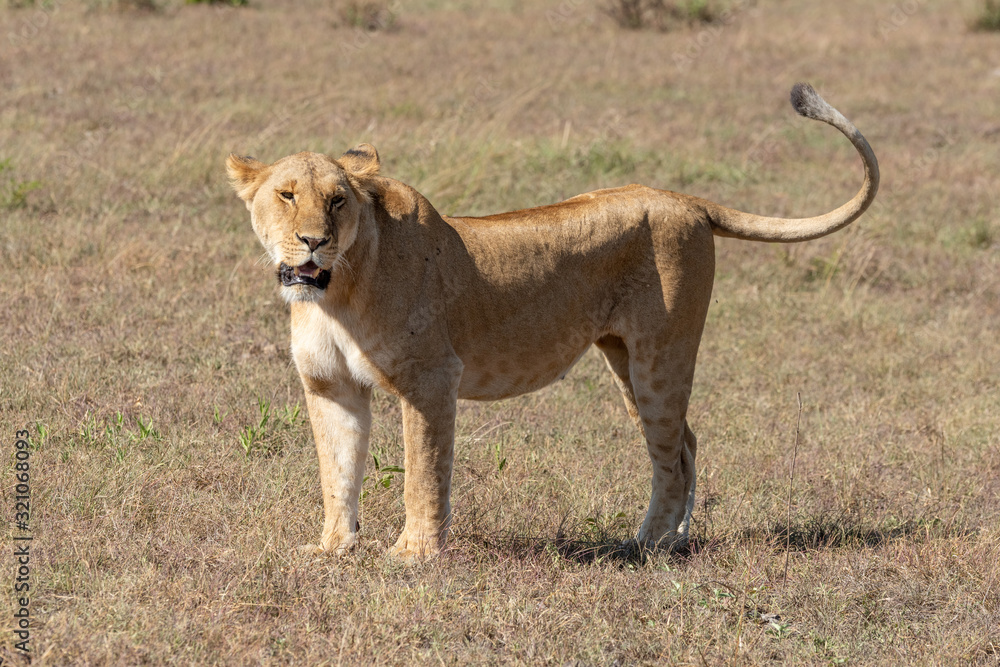 Lioness stands on short grass in sunshine Lioness stands on short grass in sunshine