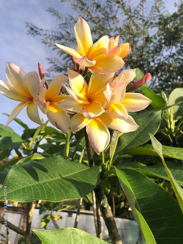 Yellow and Pink Plumeria in Guam Yellow and Pink Plumeria in Guam