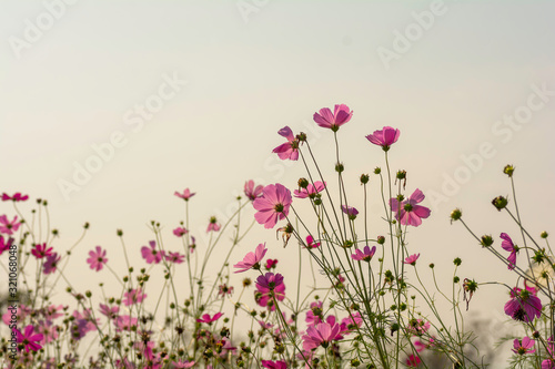 field of Pink cosmos flowers © supanee2550