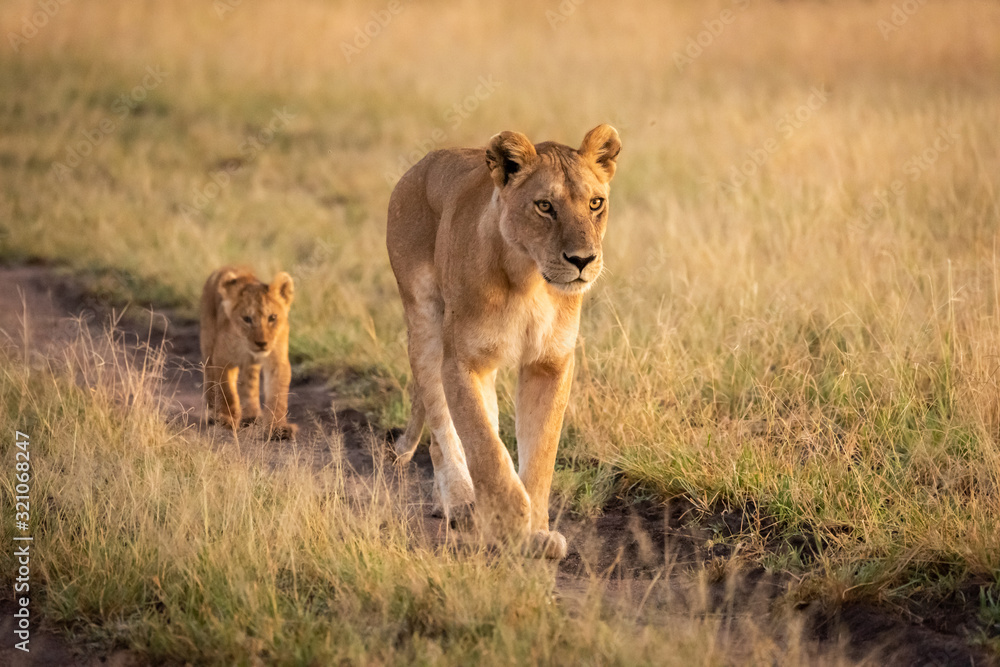 Lioness walking along sandy track with cub Lioness walking along sandy track with cub