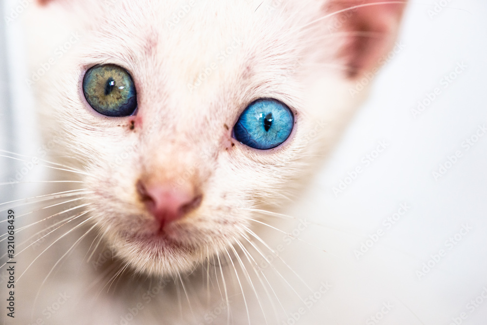 baby cat  with different eye color