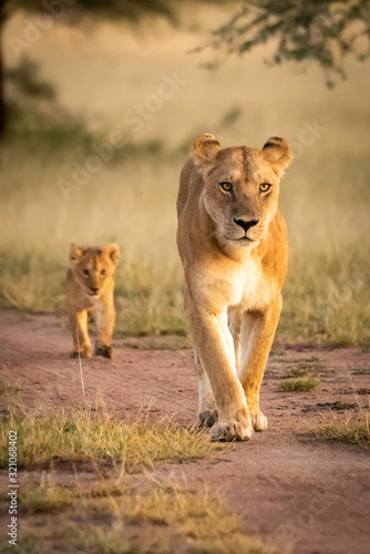 Lioness walks along sandy track with cub