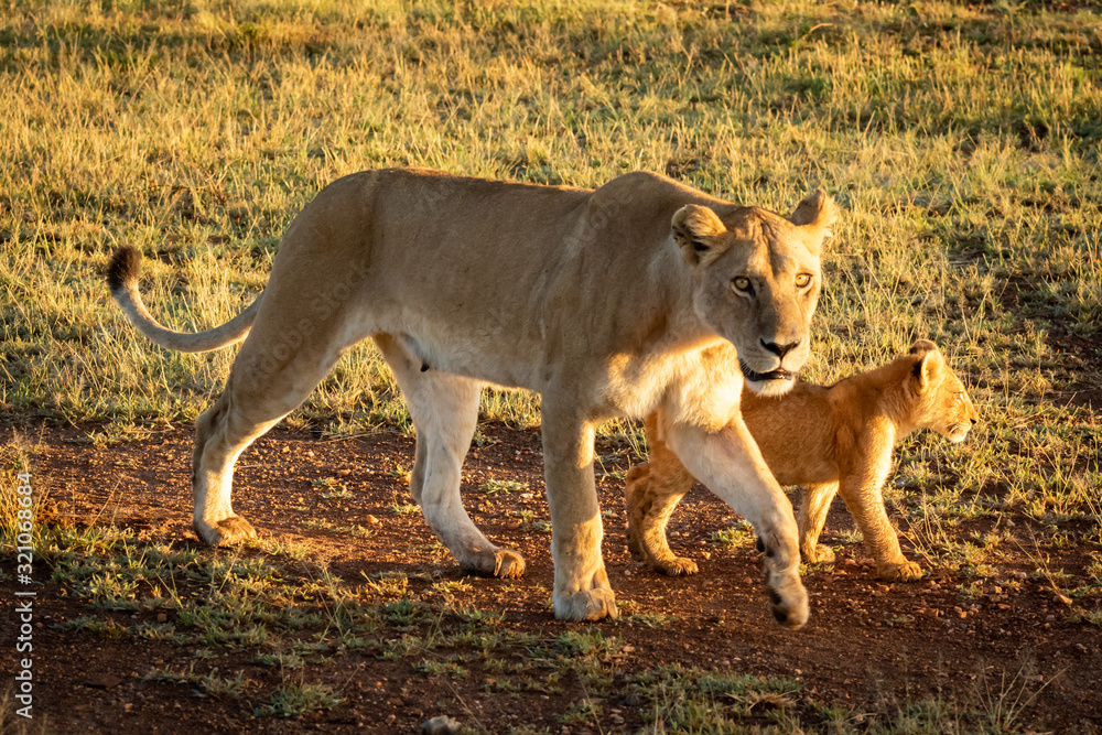 Lioness walks on gravel track with cub Lioness walks on gravel track with cub