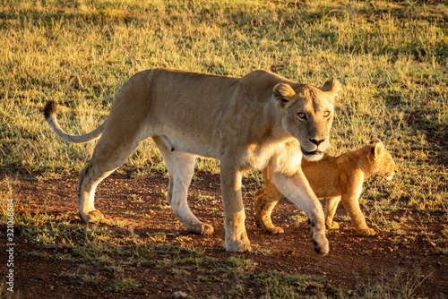 Lioness walks on gravel track with cub
