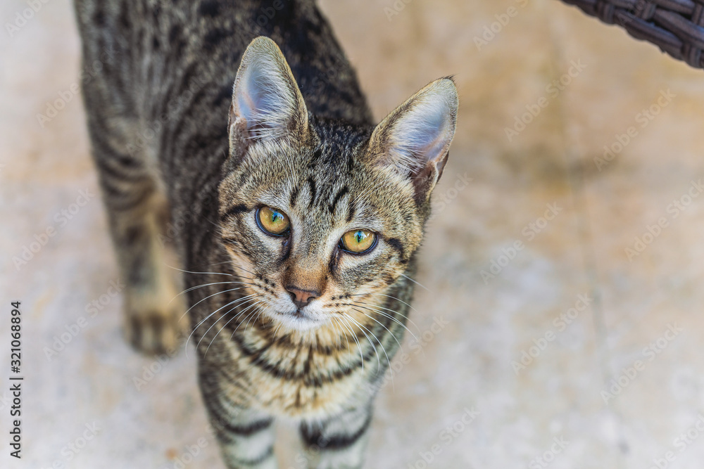 Closeup view photography of cute beautiful cat looking up in camera. Closeup view photography of cute beautiful cat looking up in camera.