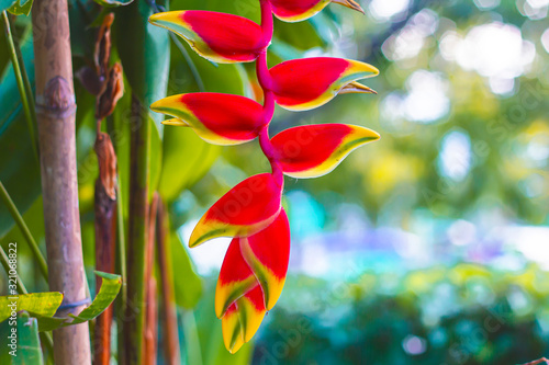beautiful red Heliconia flower, tropical flower. rostrata, Lobster Hanging Claw or False Bird of Paradise. plant, are a source of nectar for birds and insects.