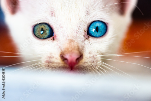 baby cat  with different eye color