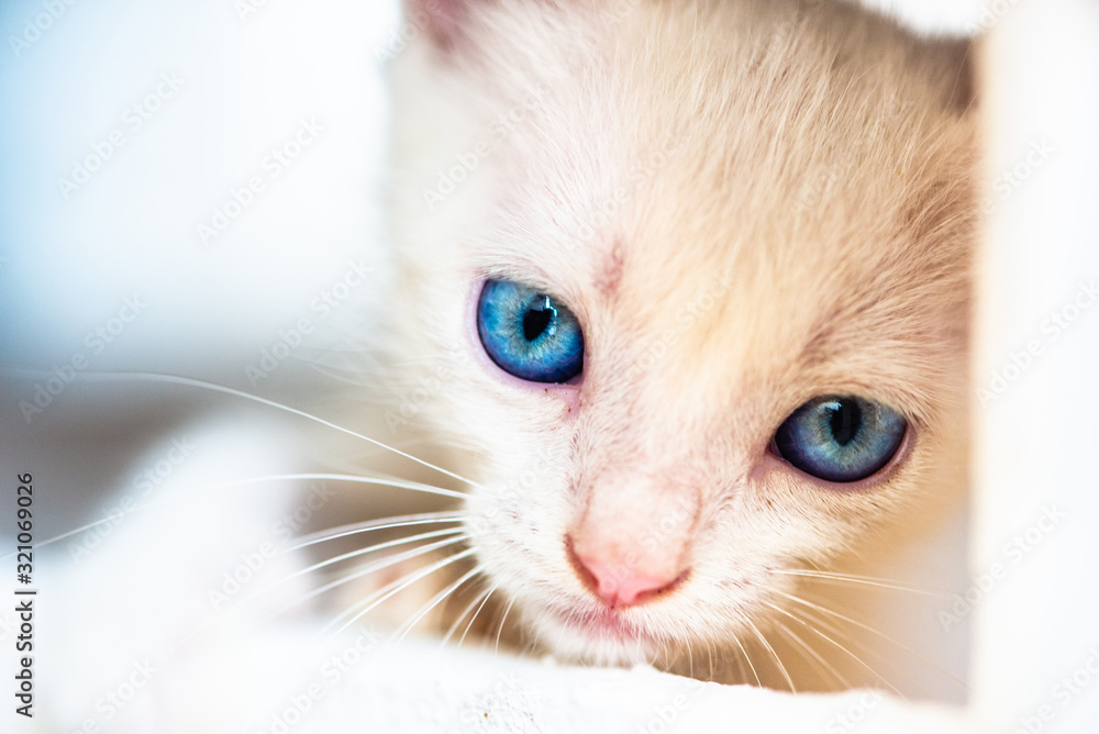 baby cat  with blue eyes