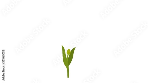 Animated Red Tulip Grows and Blooms Three-quarter. Animated red tulip flowers on a blue background. Set of 4 options for blooming a flower. Original file Full HD has an alpha channek. 29.97 fps