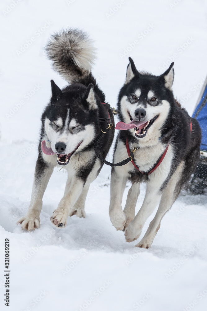 Siberian huskies and malamuts participating in the dog sled racing contest, Tusnad, Romania Siberian huskies and malamuts participating in the dog sled racing contest, Tusnad, Romania
