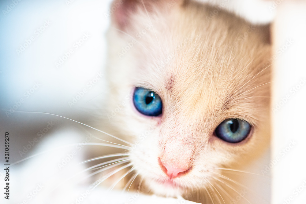 baby cat  with blue eyes