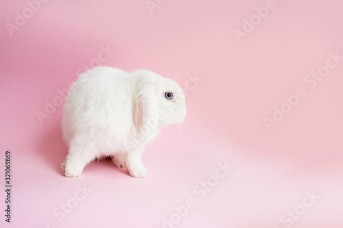 White rabbit with carrot on a pink background. Easter party. Bunny © Katrin